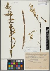 Foto von Salix alba L.